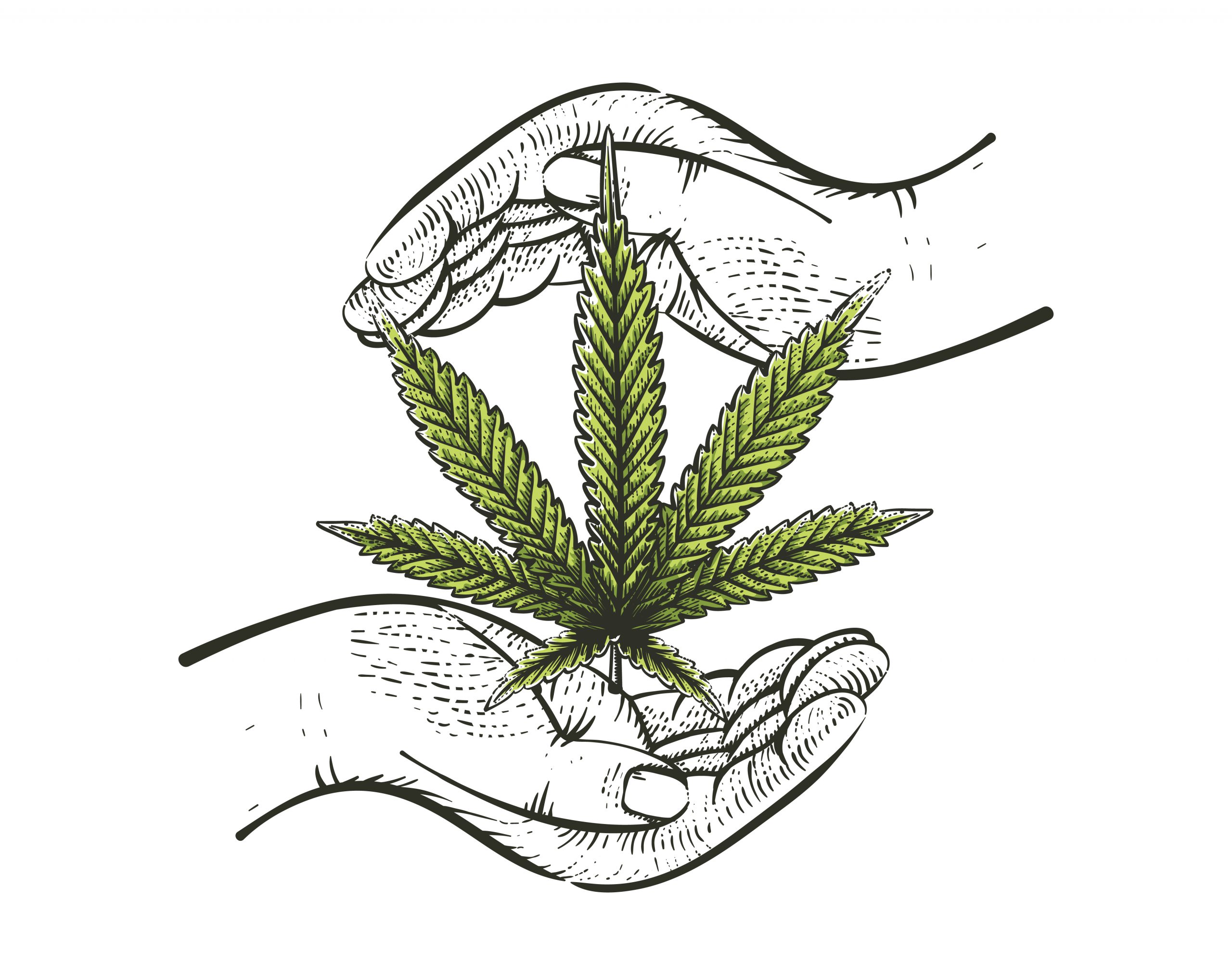 cannabis torrevieja - club social GORILLA GLUE 420